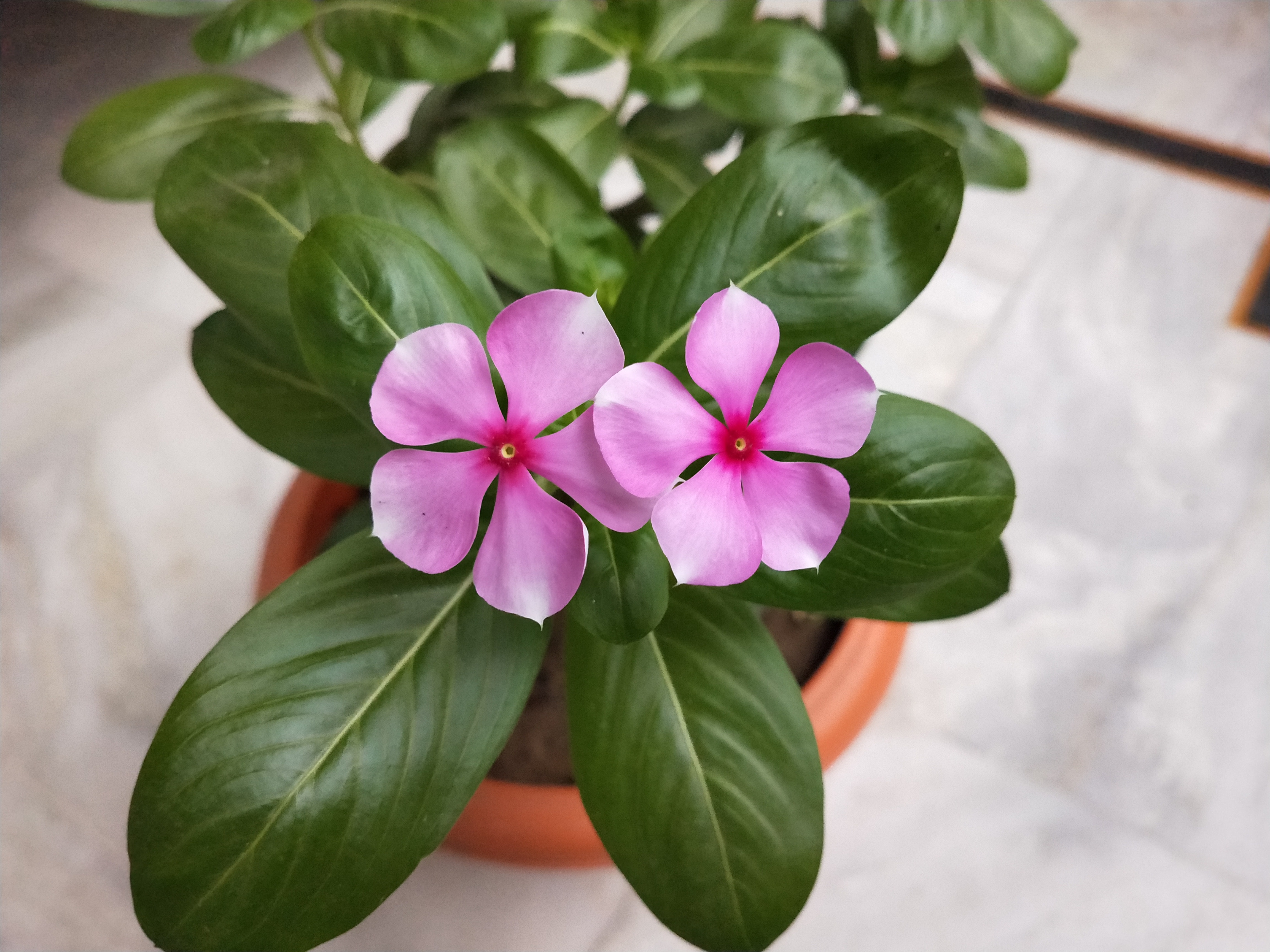 The Evergreen Beauty of the Periwinkle